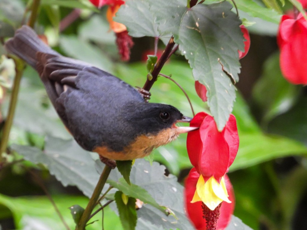 fura-flor-ferrugíneo 