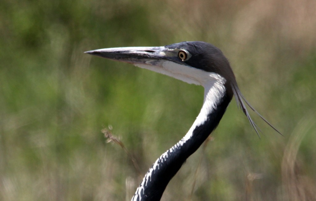 garca-de-cabeca-preta