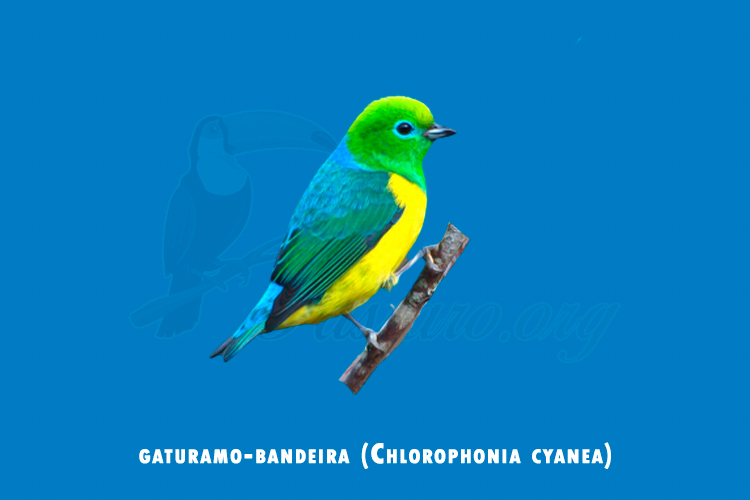 gaturamo-bandeira (chlorophonia cyanea)