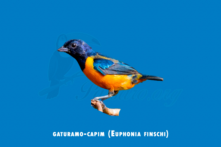 gaturamo-capim (euphonia finschi)