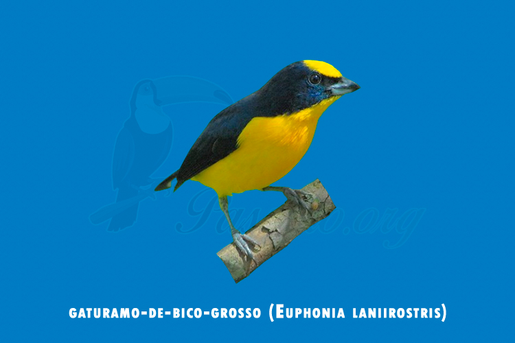 gaturamo-de-bico-grosso ( Euphonia laniirostris )