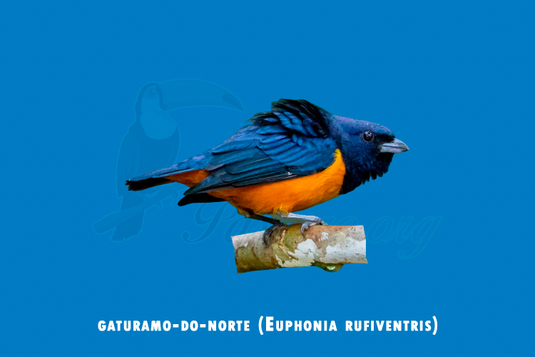 gaturamo-do-norte ( euphonia rufiventris)