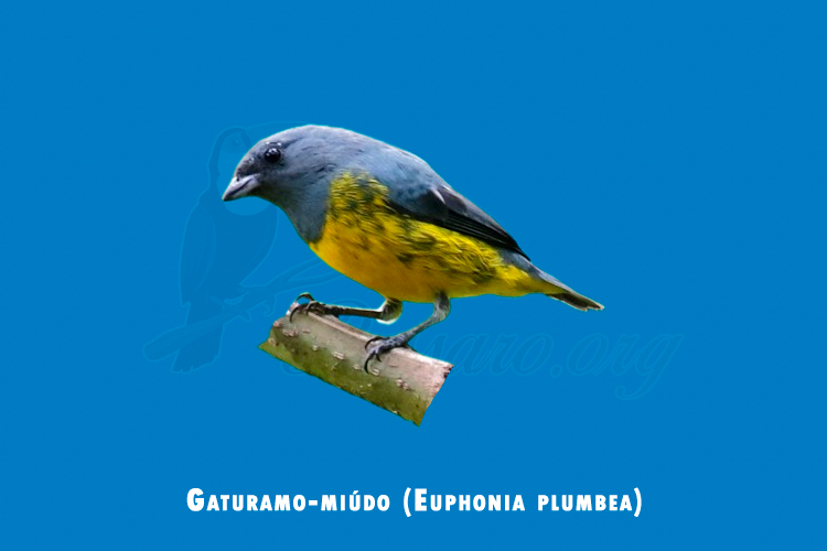 gaturamo-miudo (euphonia plumbea)