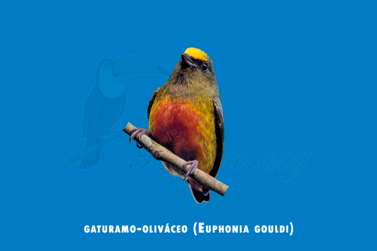 gaturamo-olivaceo (euphonia gouldi)