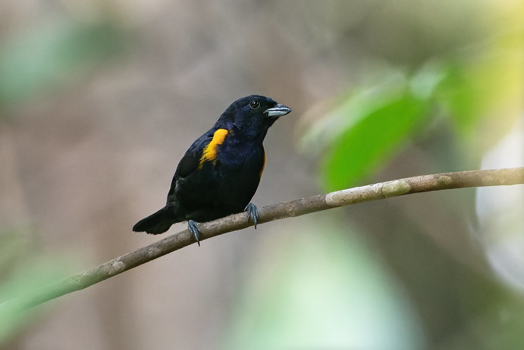 gaturamo-preto