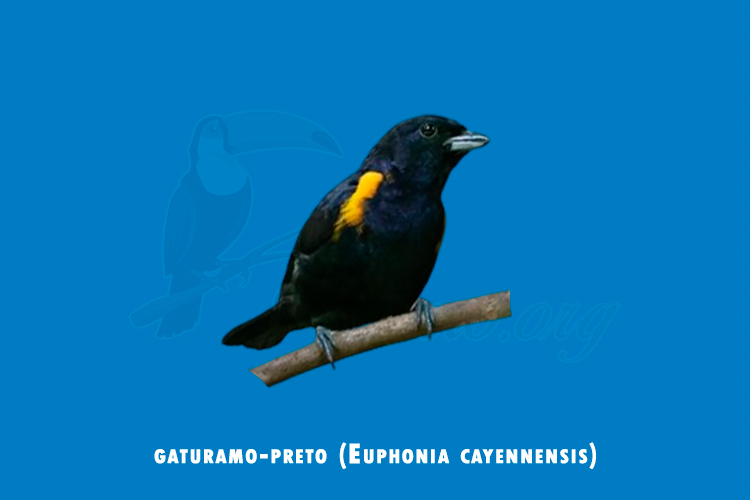 gaturamo-preto (euphonia cayennensis)