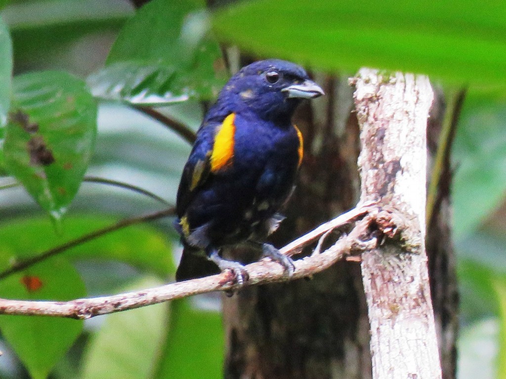  gaturamo-preto