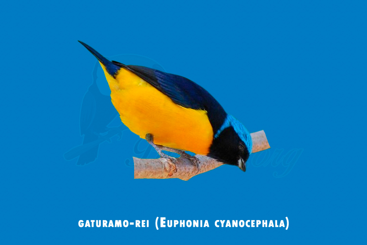 gaturamo-rei (euphonia cyanocephala)