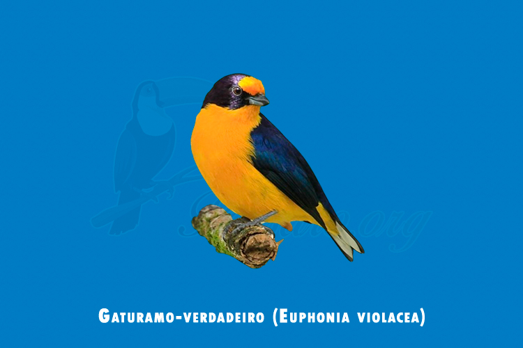 gaturamo-verdadeiro (euphonia violacea)