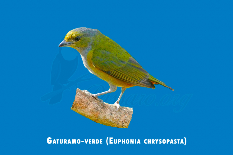 gaturamo-verde ( euphonia chrysopasta )