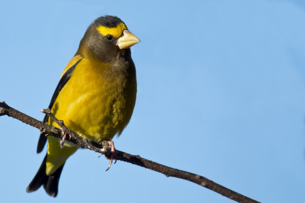 grosbeak noturno 