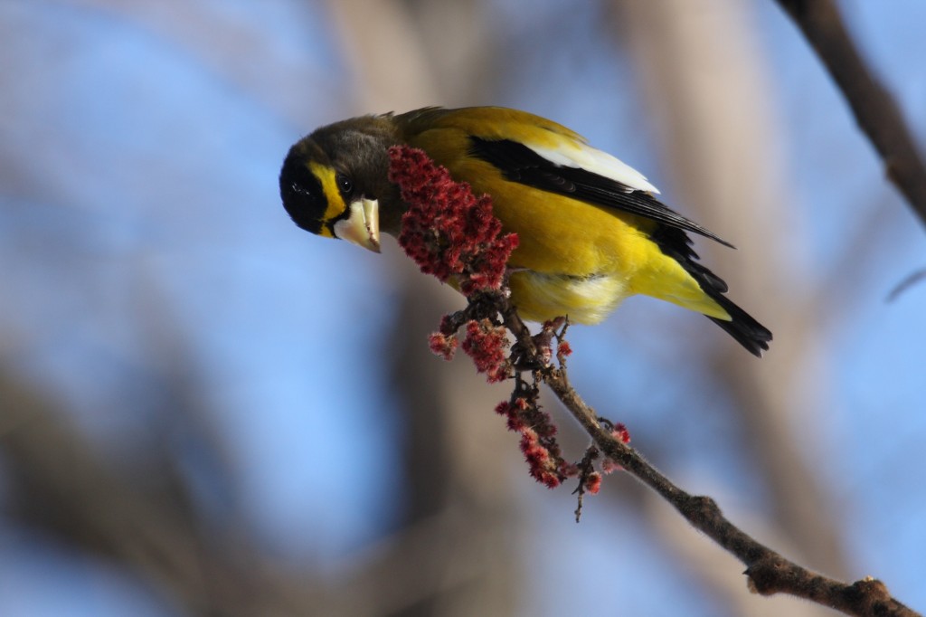 grosbeak noturno