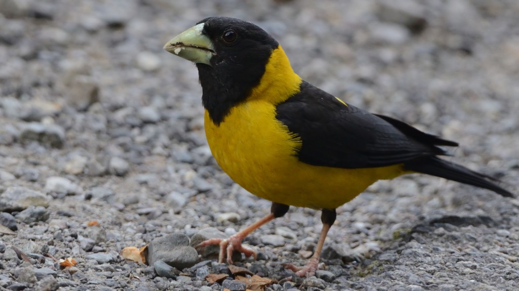 grosbeak preto e amarelo