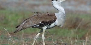 habitat da abetarda-australiana