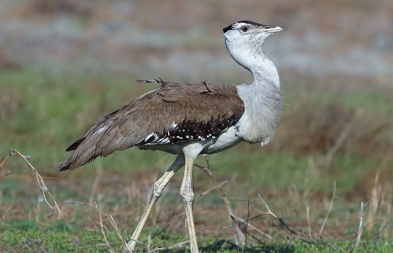 habitat da abetarda-australiana