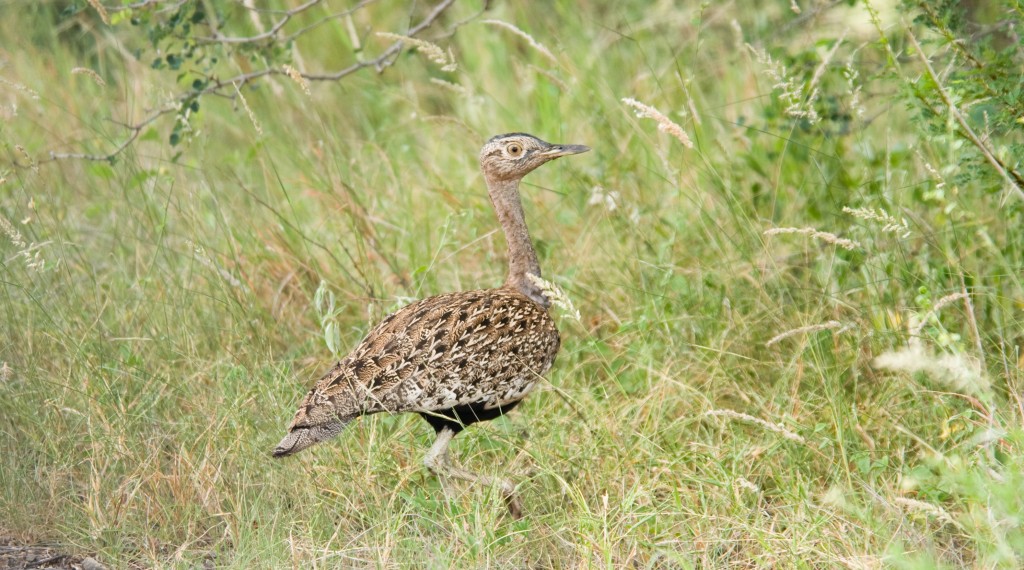 habitat da abetarda-de-poupa