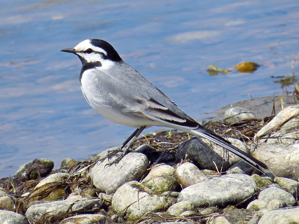 habitat da alveola cinza