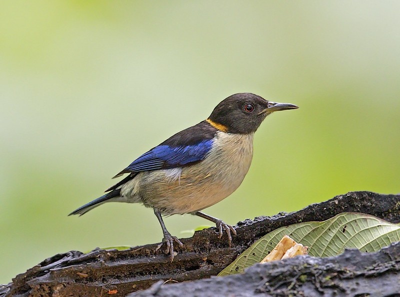 habitat do arapacu-de-coleira-dourada