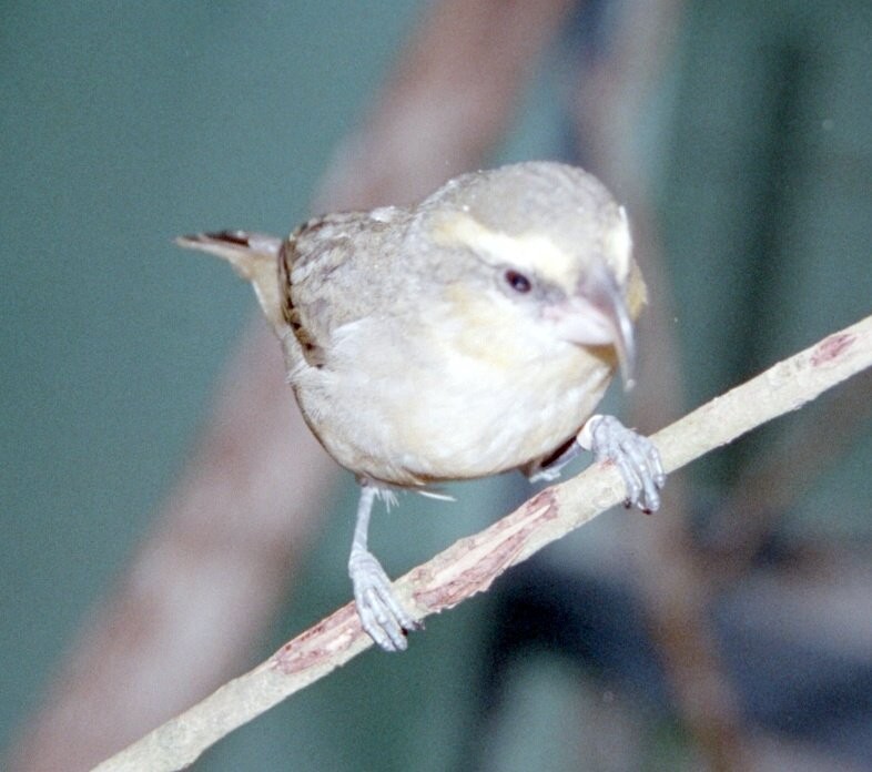 habitat do bico-de-papagaio-de-maui