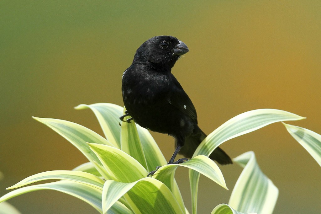 habitat do bicudo-de-bico-preto