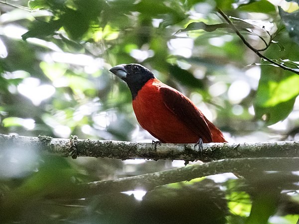 habitat do bicudo-encarnado