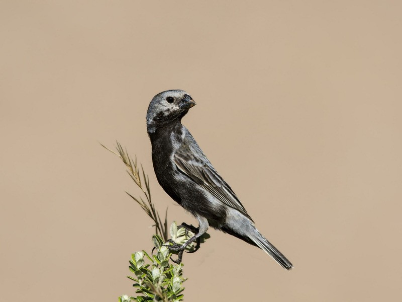 habitat do caboclinho-de-barriga-preta