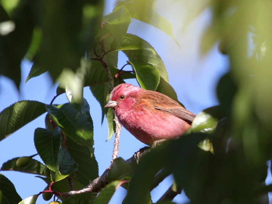 habitat do carpodaco de olhos rosados