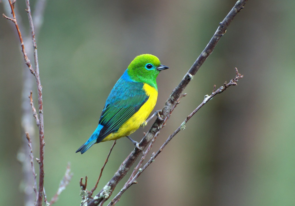 habitat do clorofonia de nuca azul