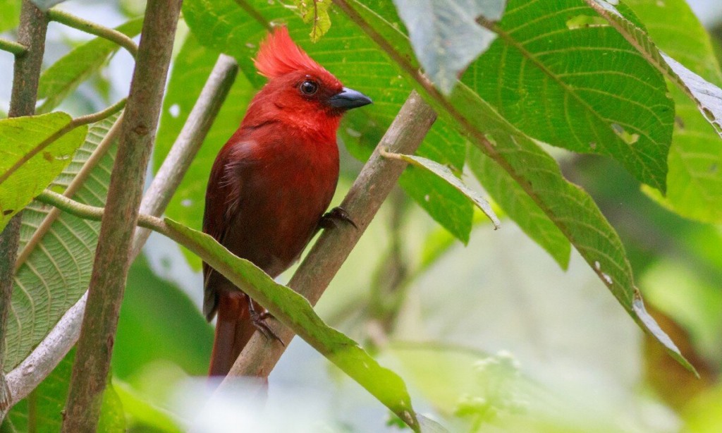 habitat do crested ant-tanager