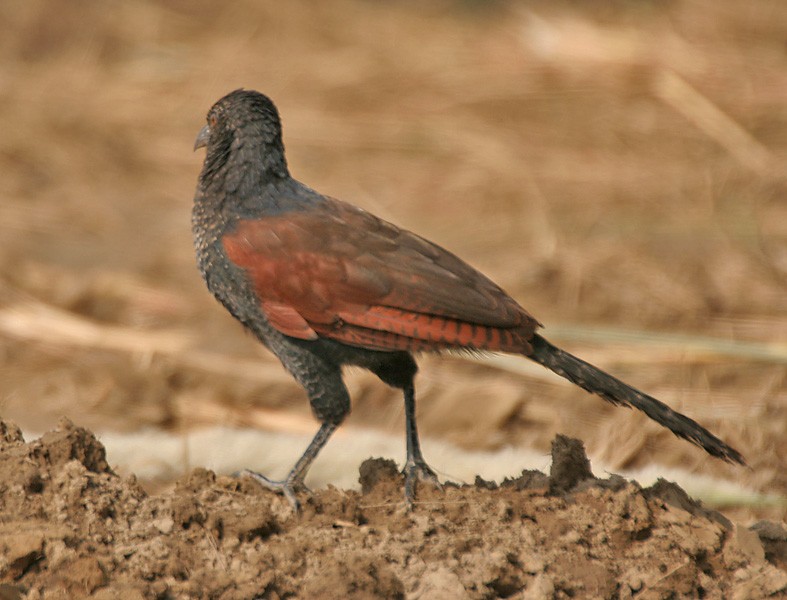 habitat do cucal-preto-africano