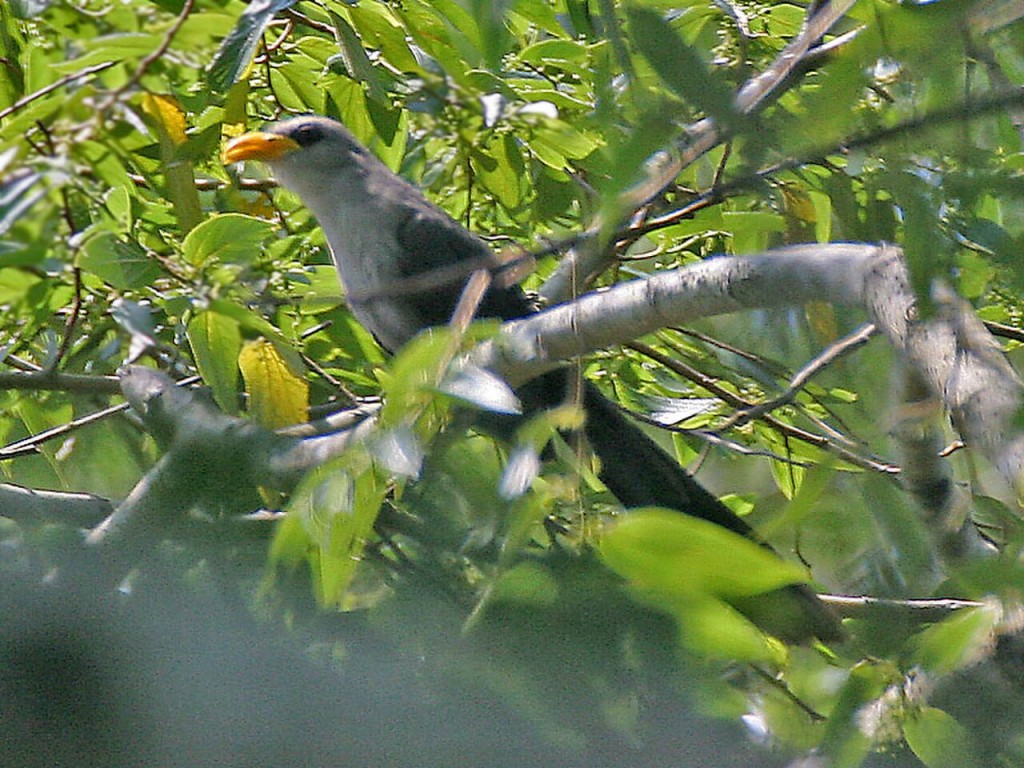 habitat do cucal-verde