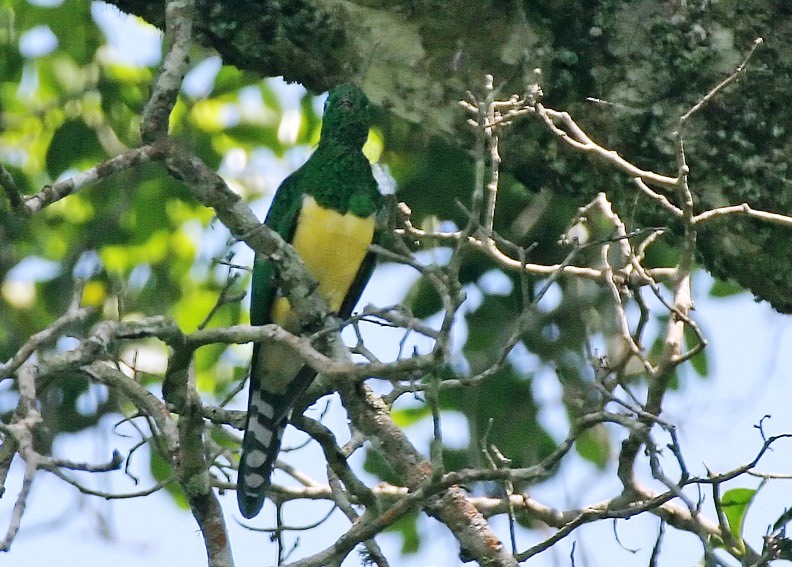 habitat do cuco-esmeraldino