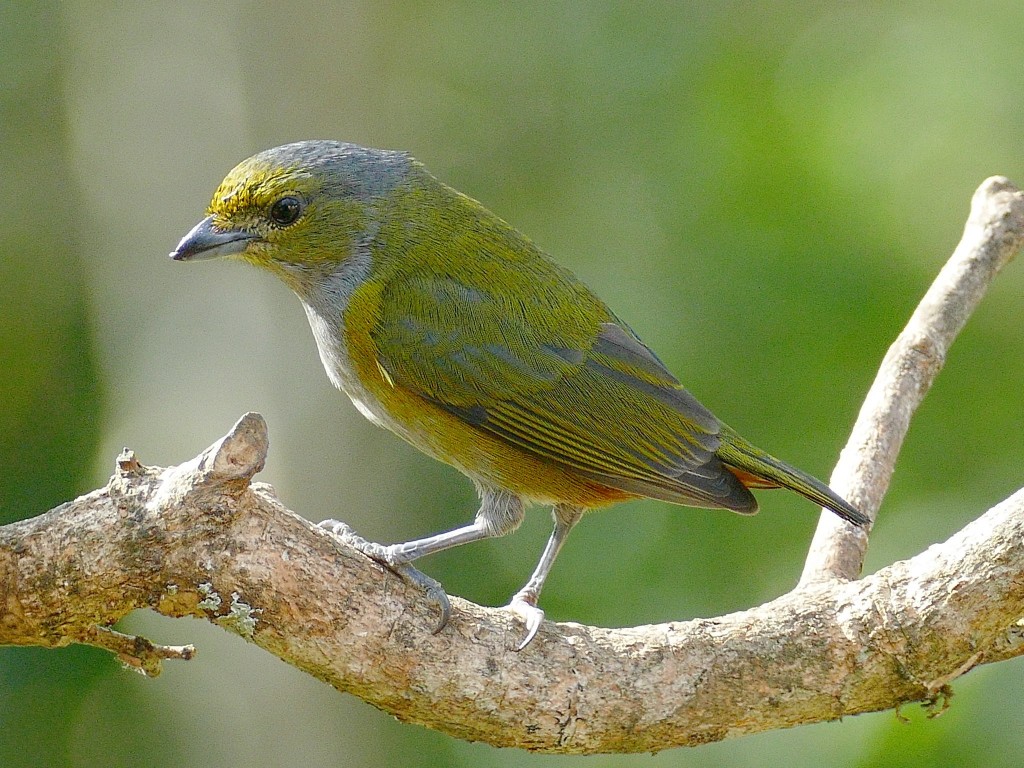 habitat do gaturamo-verde