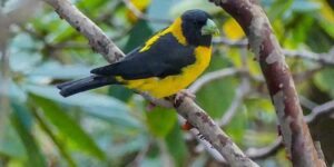 habitat do grosbeak preto e amarelo