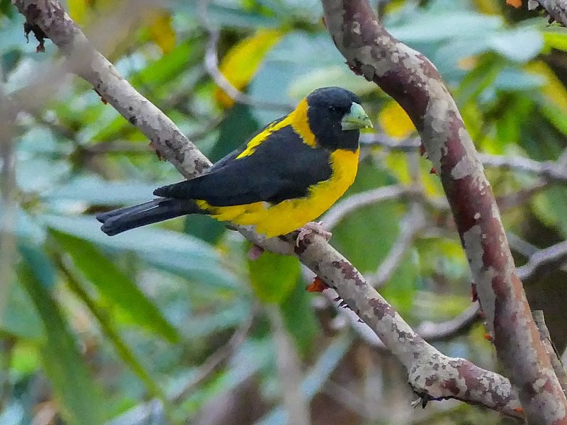 habitat do grosbeak preto e amarelo