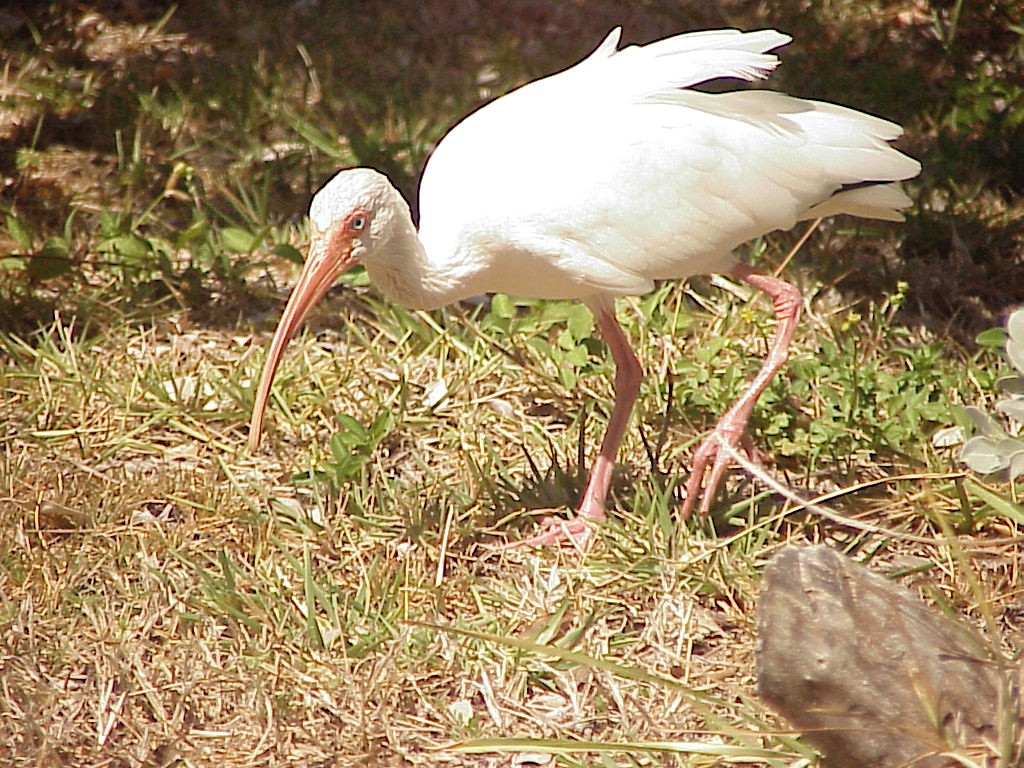 habitat do ibis-branco-americano
