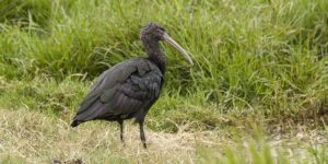 habitat do ibis da puna