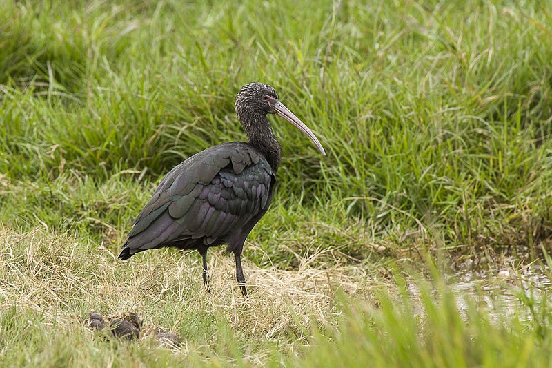 habitat do ibis da puna