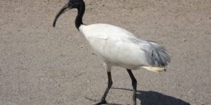habitat do ibis-de-cabeca-negra