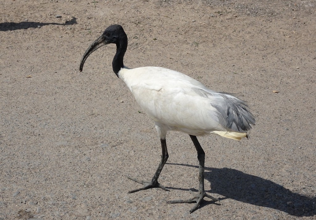 habitat do ibis-de-cabeca-negra