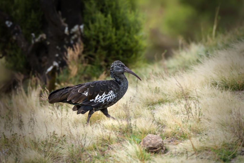 habitat do ibis de cara negra
