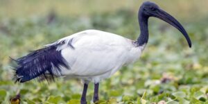 habitat do ibis-de-pescoco-de-palha