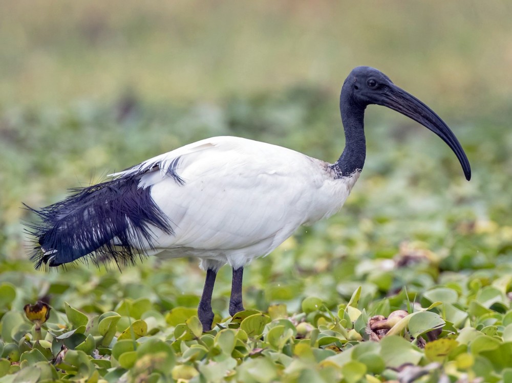 habitat do ibis-de-pescoco-de-palha