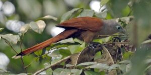 habitat do malcoa-castanho