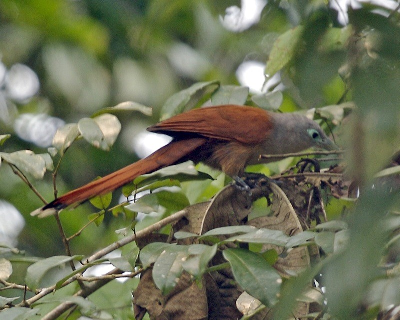 habitat do malcoa-castanho