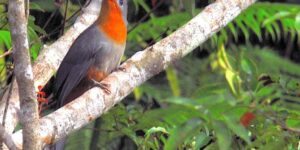 habitat do malcoa-de-bico-vermelho