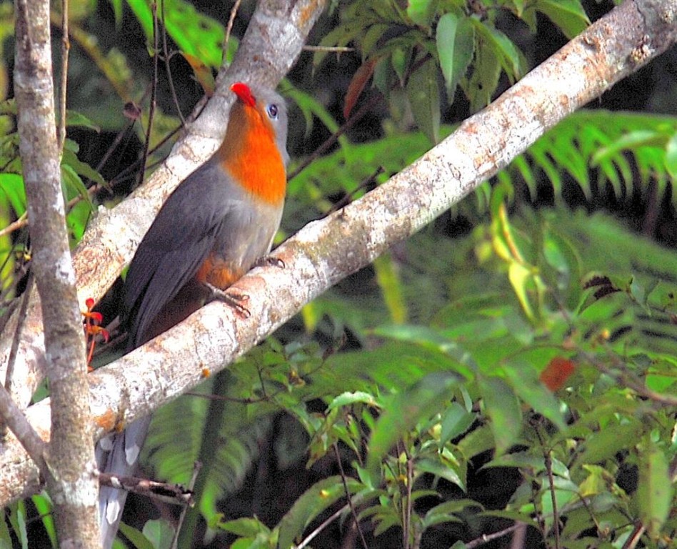 habitat do malcoa-de-bico-vermelho