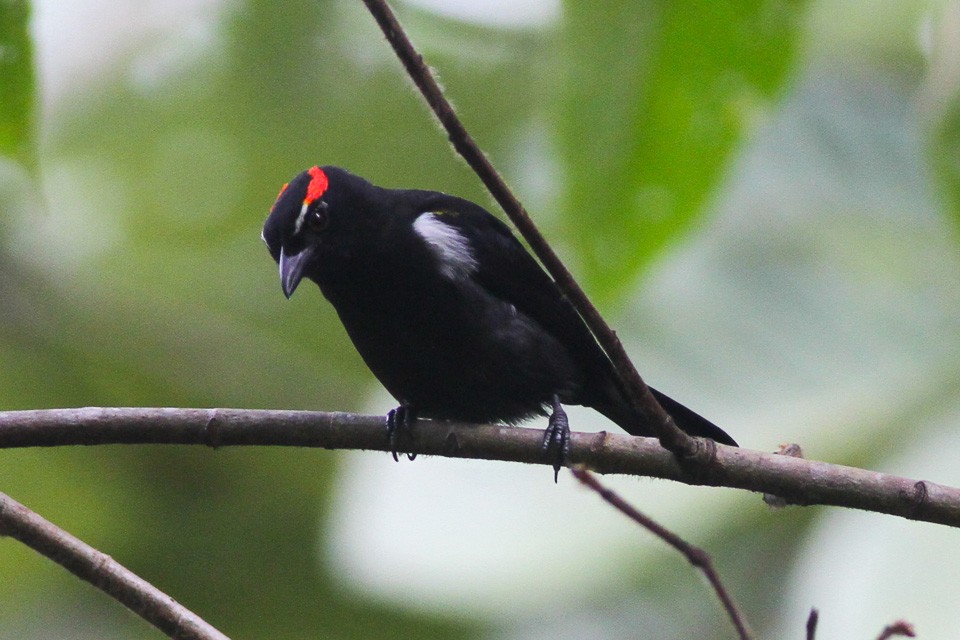 habitat do saira-de-sobrancelha-escarlate