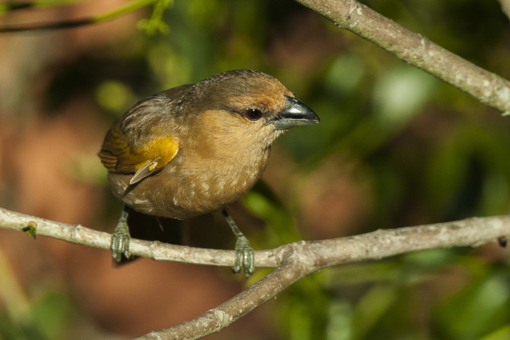 habitat do saira-parda