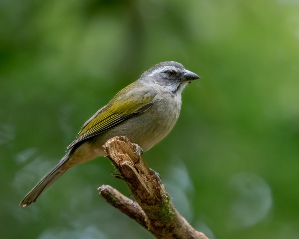 habitat do saltador-de-bico-grosso